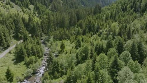 Aerial flyover forest landscape,mountains and flowing river between conifer trees