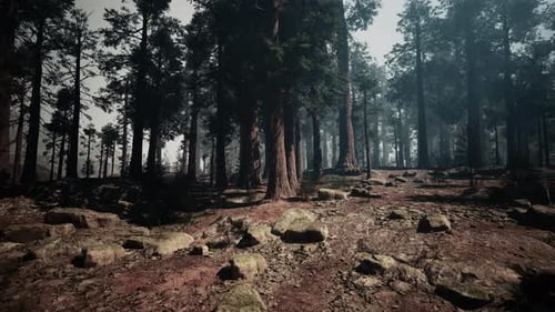Majestic Sequoia Forest With Abundant Trees and Rocks