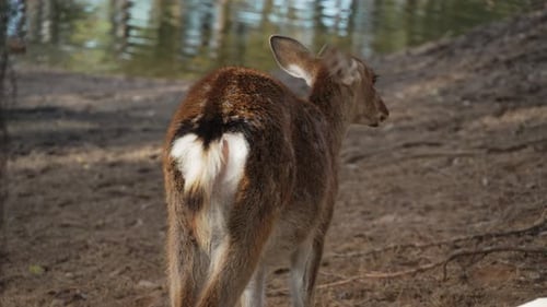The butt and dangling white tail of a spotted young deer standing in the forest near a pond