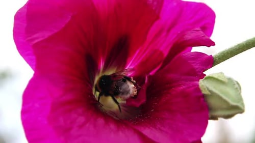Bumblebee Collecting Nectar in Pink Flower Close-Up