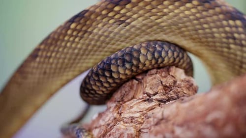 Slow-motion capture of a snake’s intricate scales as it coils around a branch