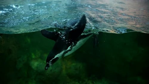 Penguin Swimming Underwater in the Ocean Salt Cold Water