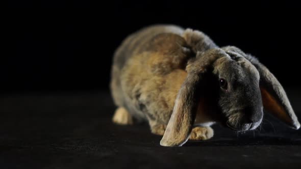 Close Up Cute Small Brown And White Lop Rabbit Twitching His Nose ...