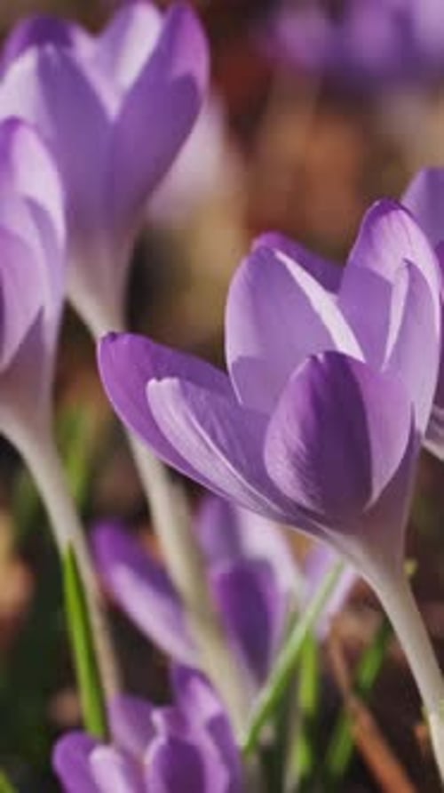 Flowering crocus spring flowers