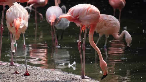 Pink Flamingos Group of Lots Birds on Shallow Water with Reflections Wildlife in Forest