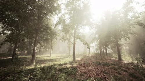 Panoramic View of the Majestic Evergreen Forest in a Morning Fog