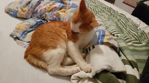 White and red tabby house cat laying on the bed