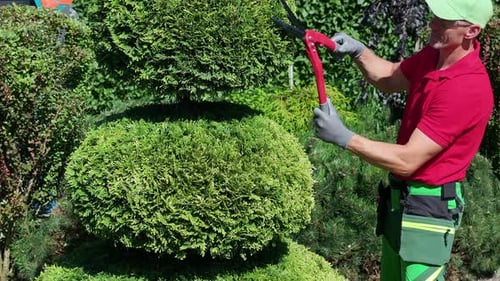 Trabalhador de jardinagem cortando um grande arbusto no quintal