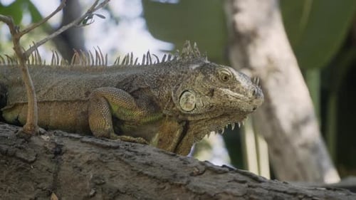 Tight shot of green iguana walking down tree branch and looking around