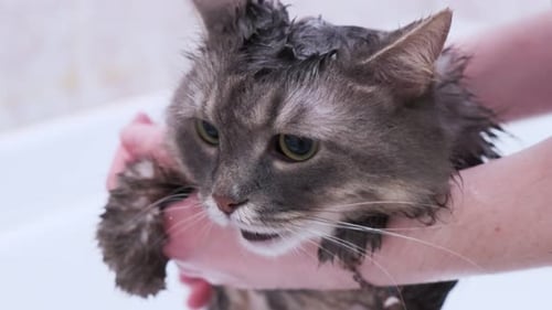 Gray Cat Getting a Bath in Bathtub