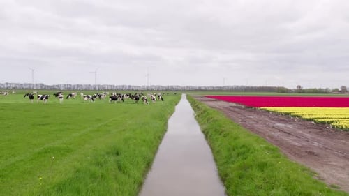 Aerial view of tulip fields with cows and flowers, Netherlands.