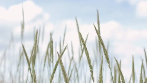 Natur-, Umwelt- und Flora-Konzept — Im Wind Beach weht Sandschilf
