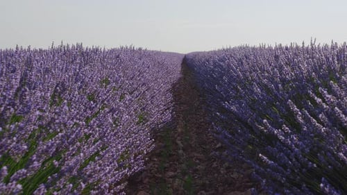 Blooming lavender fields with blue lavender flowers in summer Spain.