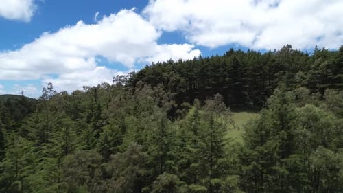 Steigender Blick auf einen Wald mit Pinien