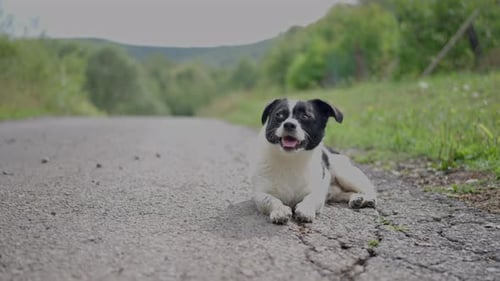 Netter streunender Hund, der auf einer Asphaltstraße im Dorf liegt und sich in Nahaufnahme ausruht