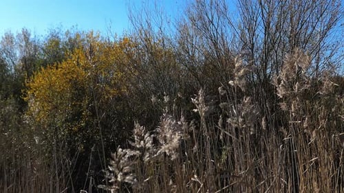 Hohes Gras mit flauschigen Stängeln und blauem Himmel im Herbst, saisonwechselnder, aufsteigender Schuss