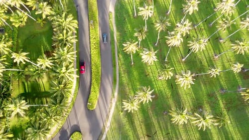Cinematic top down aerial footage of two-way road with 2 cars driving with Coconut palm trees in t