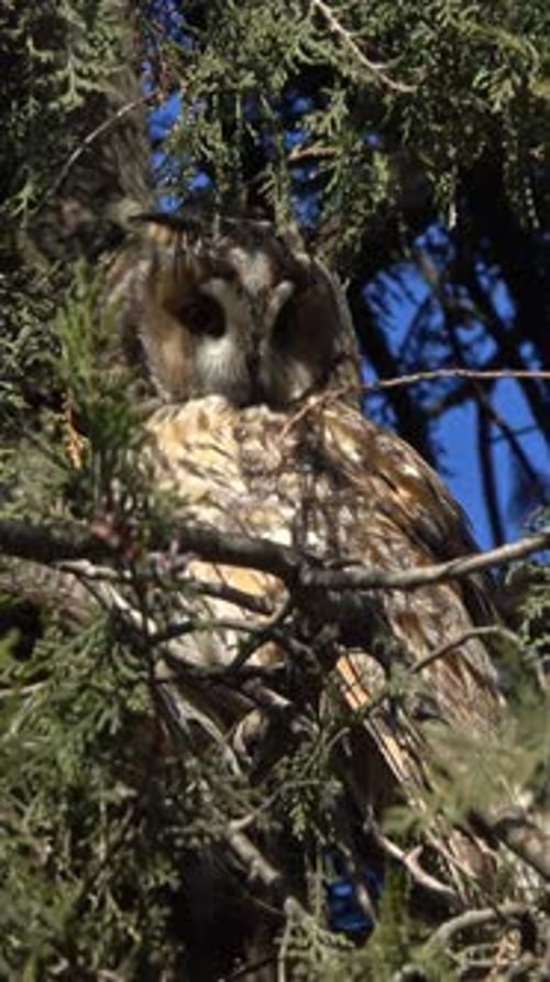 Owl Perched in a Tree on a Sunny Day