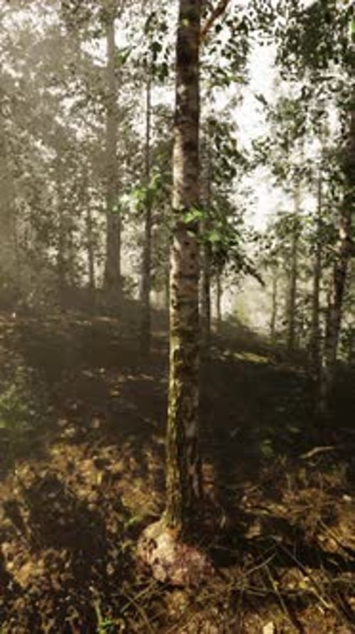 The Sun Shines Through the Trees in the Forest