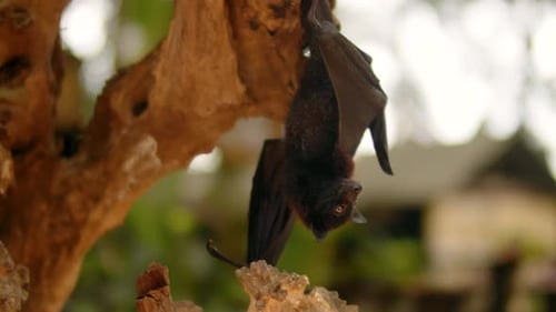 ein fliegender Fuchs klettert tagsüber auf einen Ast, eine Fledermaus