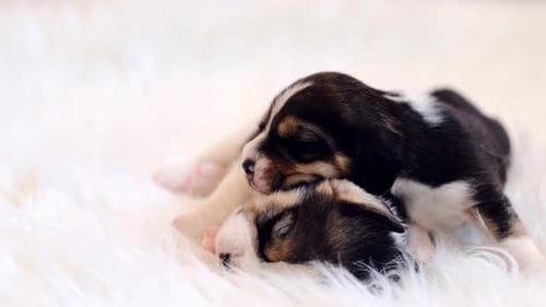 Two Newborn Beagle Puppies Snuggle on White Fur