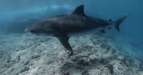Shark Swims in Clear Blue Ocean Freediving with Tiger Sharks