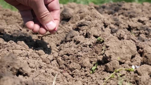 P315. The farmer sows cucumber seeds in the prepared soil. The work of a farmer.