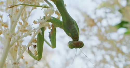 Slow Motion Closeup of a Praying Mantis Sitting on a Branch