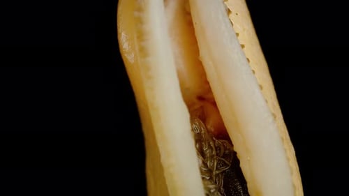 Muschel ohne Schale, Macro Zoom. Isoliert auf schwarzem Hintergrund, simuliertes Fallen.
