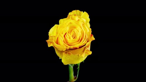 Timelapse de rosa amarela florescendo em fundo preto. O botão se abre e floresce em uma
flor grande
