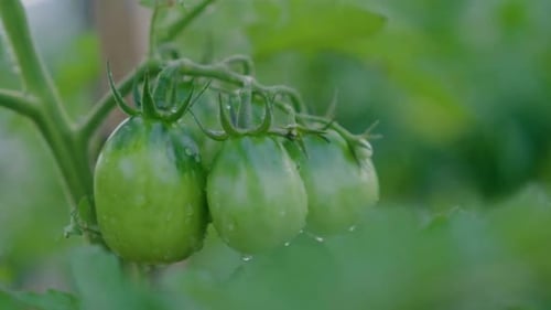 Green Tomato Plant, 4K Shot