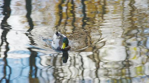 Mallard Drake Duck is Looking for Food in the Lake or River Close Up Waterfowl Wild Bird A Serene