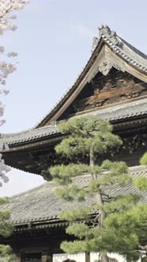 Explore the breathtaking cherry blossoms in Kyoto's historic gardens during springtime serenity