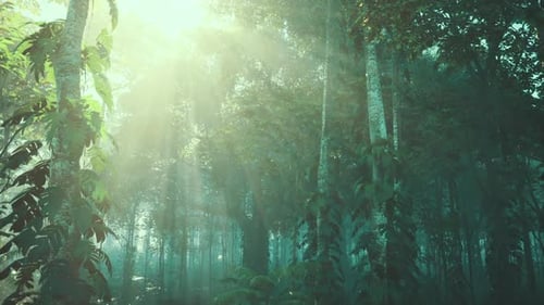 Lush Green Trees Covering Forest Canopy