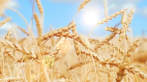 Closeup Scene with Gold Color of the Ears Wheat Against Blue Sky and Sunshine