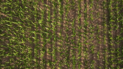 Wide Aerial Drone View Above Green Cornfield Growing Maize at Field