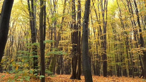 Autumn Forest Deciduous Trees in a Mixed Forest Hornbeam and Beech Yellow Leaf on a Tree Nature