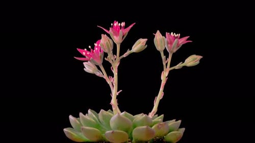 Blooming Beautiful Succulent Flower