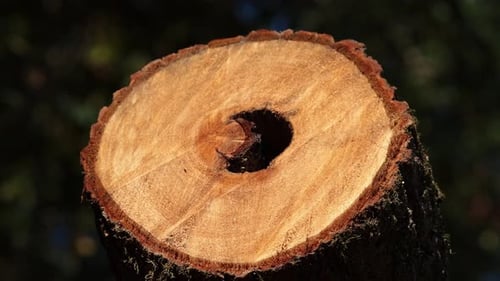 Cut tree section - falled forest 12