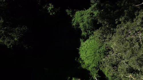 Aerial View of a Dense Green Forest