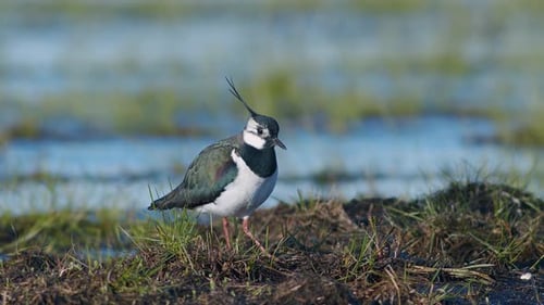 Lapwing Standing in a Grassy Marsh
