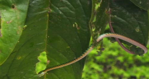 In Peru’s Amazon, a vibrant green parrot snake slithers across through the leaves with agile precisi