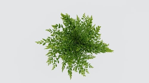 Lush Green Plant from Above