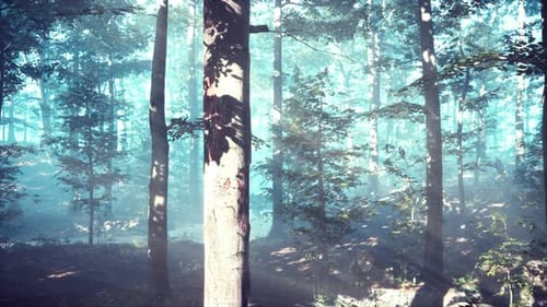 Brouillard rougeoyant dans la forêt le soir