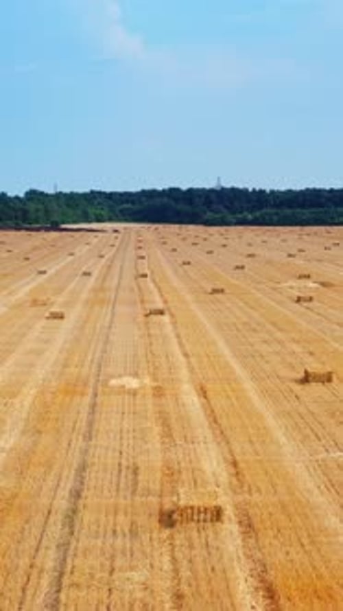 Mowed yellow wheat plantation with hay bales on it.