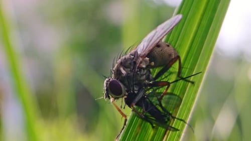 Fly on green grass eating a little insect