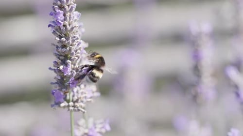 Bumblebee Gathering Pollen on Blooming Lavender Flowers. Gorgeous Summer Scene