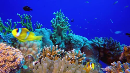 Sea Tropical Marine Reef Clownfish