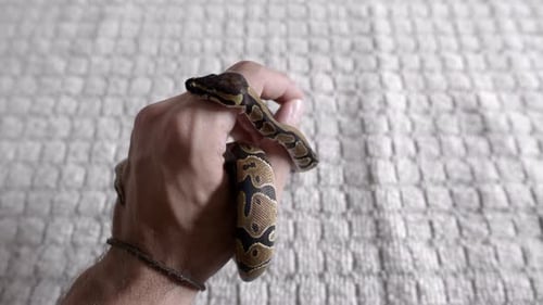 Un bébé phyton se déplace autour de ses mains.