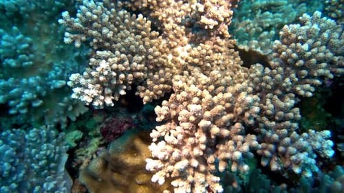 Hard corals grow on a coral reef in the Banda Sea, Indonesia.